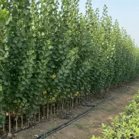 عرضه مستقیم نهال صنوبر با قیمت تولیدکننده|خدمات باغبانی و درختکاری|محلات, |دیوار