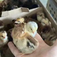 جوجه رنگی ،بومی،اردک