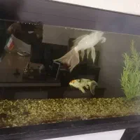 ماهی کوی سوپر بال