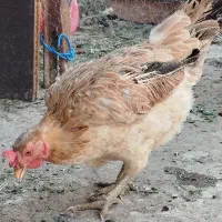 جهت معاوضه با پرنده زینتی