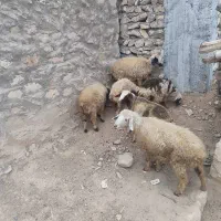 فروش چهار تا میش خوب داشتی، با دوتا بره ماده