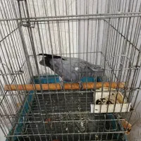 کاسکو سخنگو|پرنده|کارون, |دیوار