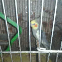 فروش عروس هلندی