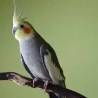 عروس هلندی گمشده