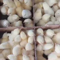 جوجه کنسلی سمنان