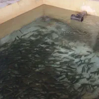 بچه ماهی قزل آلا ایرانی برند شیروانی حدود ۴۰ گرم|ماهی|نورآباد, |دیوار