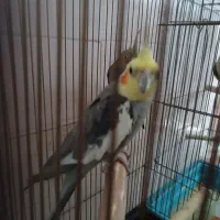 عروس هلندی
