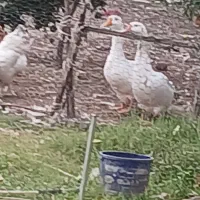 فروش دو عدد قوغاز نر