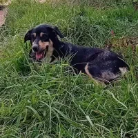 حیوانات خانگی|سگ|تهران, صادقیه|دیوار