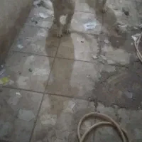 واگذاری توله های سرابی اصل|سگ|عجب شیر, |دیوار