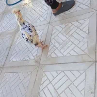 مرغ و خروس پا پر