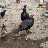 13عدد بوقلمون فروشی|حیوانات مزرعه|ورامین, ورامین|دیوار