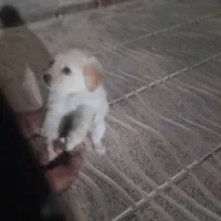 یک عددسگ