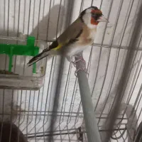 سهره