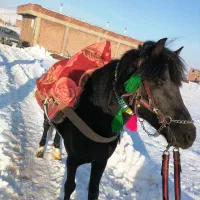 اسب فروشی|اسب و تجهیزات اسب‌سواری|پیرانشهر, |دیوار