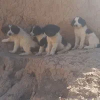 توله سگ|سگ|برخوار, |دیوار