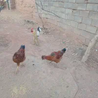 یک مرغ کاکولی و یک خروس کاکولی|حیوانات مزرعه|تربت جام, جامی|دیوار