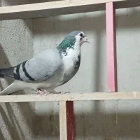 کبوتر دمگیر|حیوانات|اصفهان, شاه پسند|دیوار