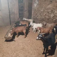 کهره نر و بزابستن|حیوانات مزرعه|باشت, |دیوار
