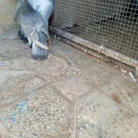 کفتر|پرنده|گناباد, |دیوار