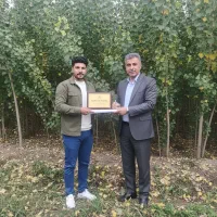 صنوبر بوکان، انتخاب ایده‌آل برای تولید چوب