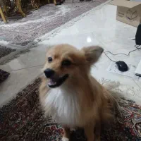 فروش سگ خانگی|سگ|چهاردانگه (تهران), |دیوار