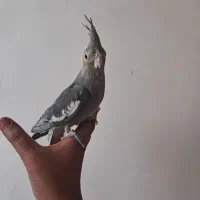 یک دانه عروس هلندی ۵ماهه