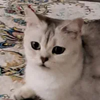 گربه بریتیش سیلورماده|گربه|شیراز, دوکوهک|دیوار