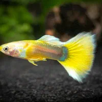 ماهی گوپی مولد تزئینی