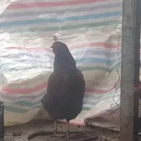 یک عدد مرغ تخم گذار