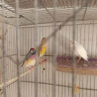 قناری نر و ماده|پرنده|ابهر, |دیوار