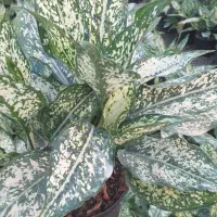 فروش عمده زاموفیلیا بلک|گل و گیاه طبیعی|قائمشهر, |دیوار