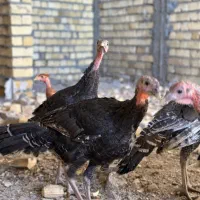 بوقلمون/مرغ وخروس محلی اذان گو‌ ارگانیک|پرنده|شیراز, شهرک فرزانگان|دیوار
