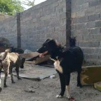 سلام دو عدد سگ قدریجانی