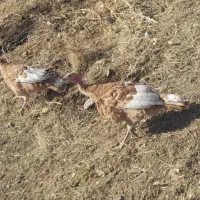 جوجه بوقلمون|حیوانات مزرعه|اهر, |دیوار