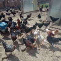مرغ و خروس|حیوانات مزرعه|قزوین, |دیوار