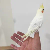 یک عدد عروس هلندی|پرنده|رباط‌کریم, مسکن مهر آبشناسان|دیوار