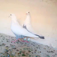 دم سبز|پرنده|شیراز, دلگشا|دیوار