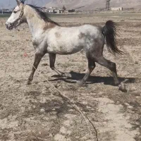 نریان ۴ساله کره سردارپورقاضی