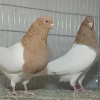 کبوتر کله زرد