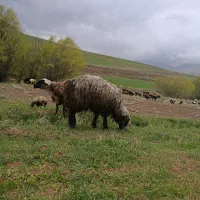 آگهی|حیوانات مزرعه|بربرود, |دیوار