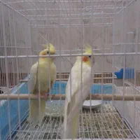 عروس هلندی