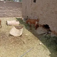 بزتالی با کره