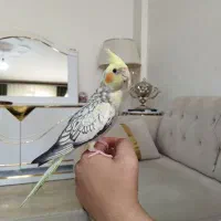 جوجه عروس هلندی