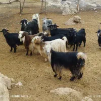 بز داشتی ابستن