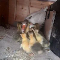 ۱۰ جوجه دورگ قو غاز همراه مادرشون