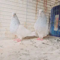 جفت کله الماسی