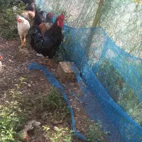 خروس سیاه غول پیکر