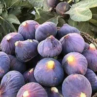 کودهای ارگانیک سبو سیب