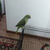طوطی ملنگور